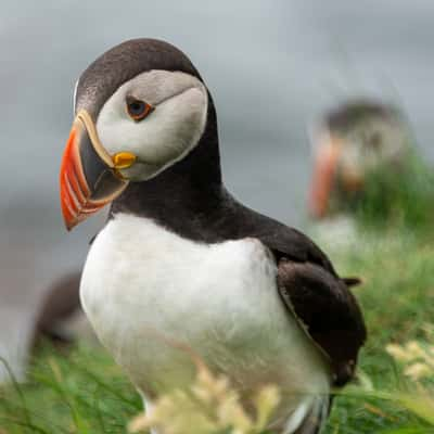 Staffa Puffin Nests, United Kingdom