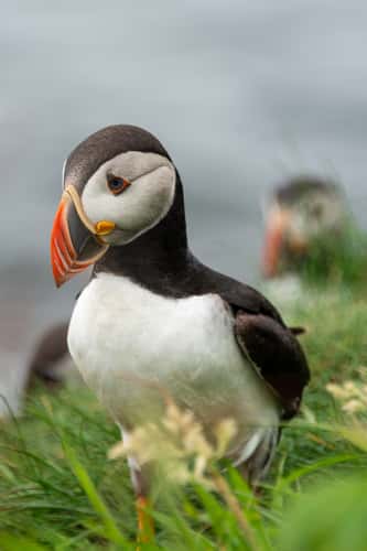 Staffa Puffin Nests