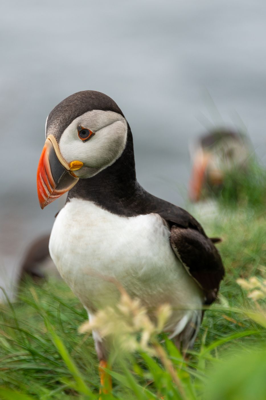 Staffa Puffin Nests, United Kingdom