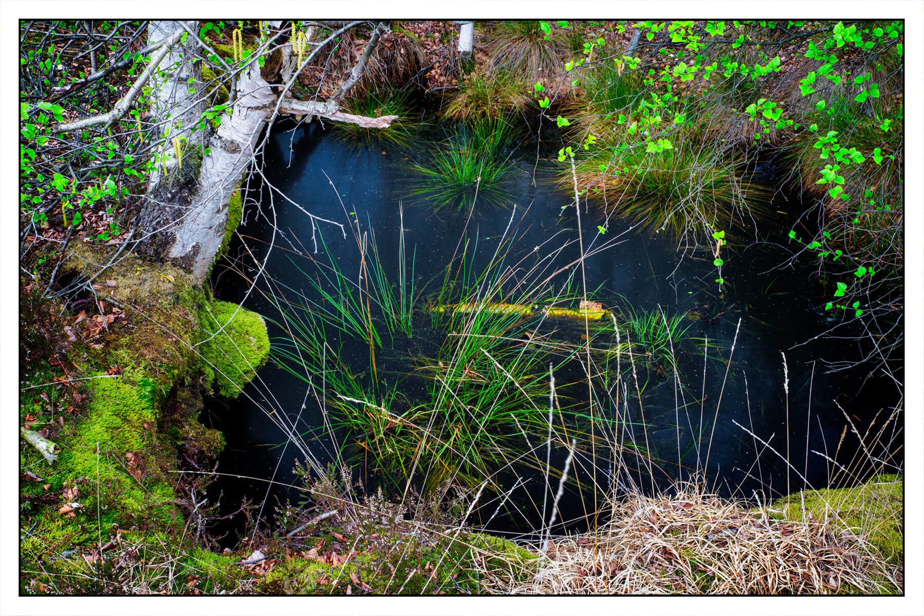 The moor, Germany