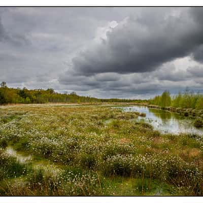 The moor, Germany