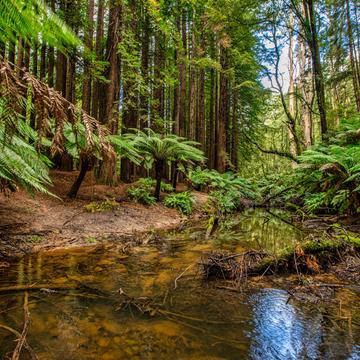 The Redwood Forest and aire River, Beech Forest, Victoria, Australia