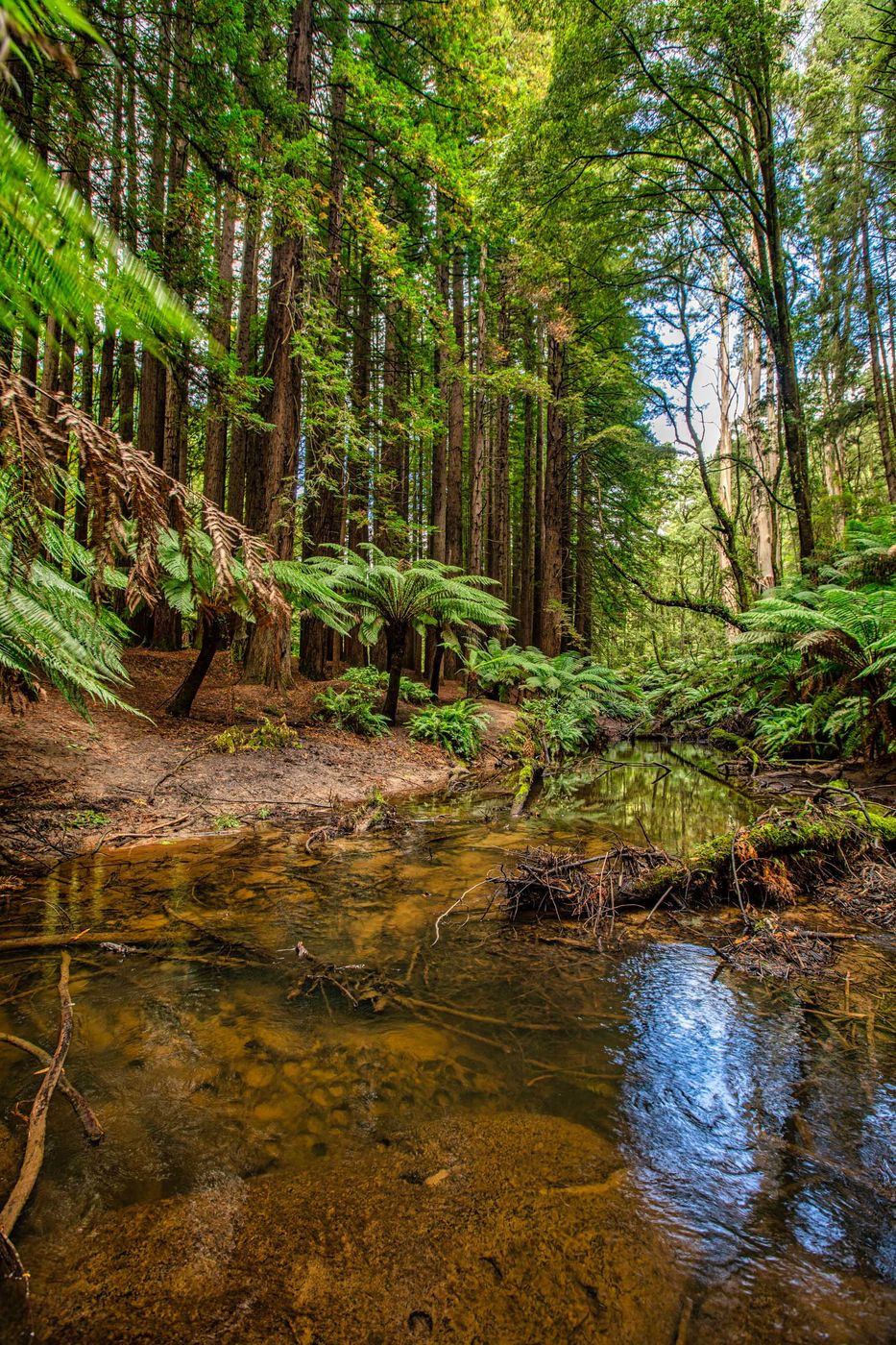 The Redwood Forest and aire River, Beech Forest, Victoria, Australia