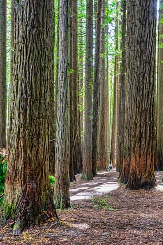 The Redwoods Otways, Beech Forest, Victoria