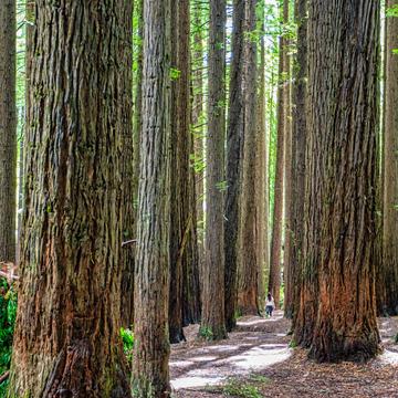 The Redwoods Otways, Beech Forest, Victoria, Australia
