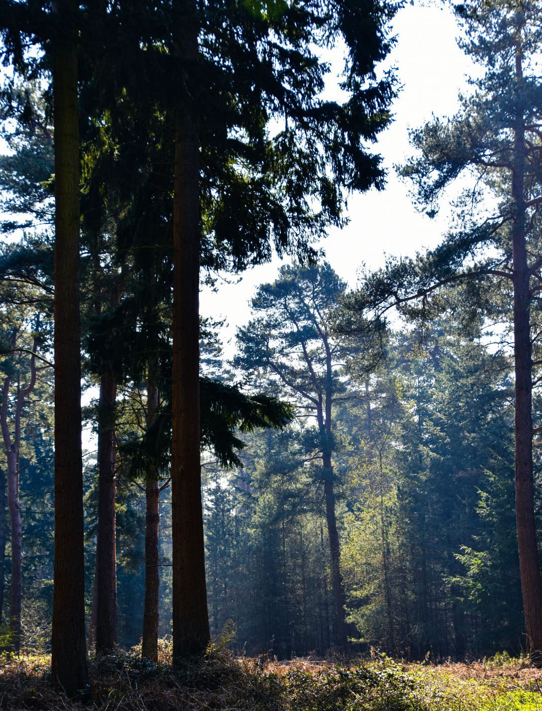 Thetford Forest, United Kingdom