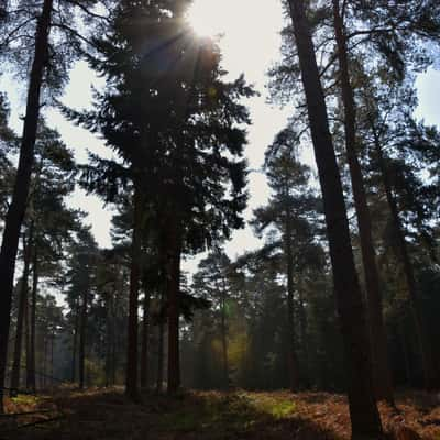 Thetford Forest, United Kingdom