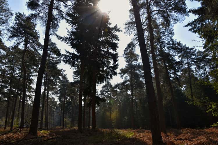Thetford Forest