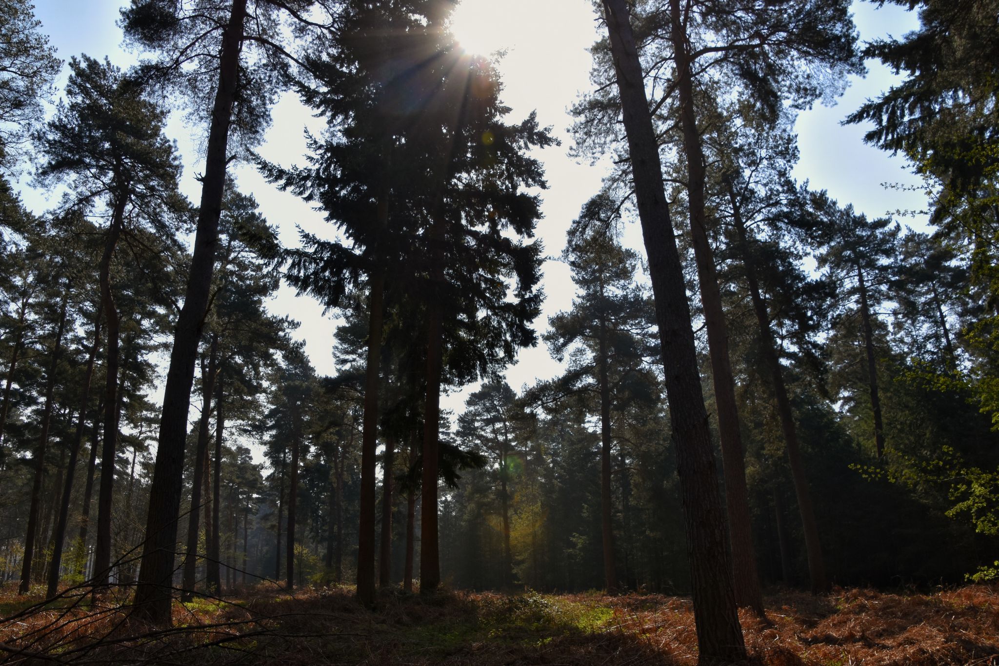 Thetford Forest, United Kingdom