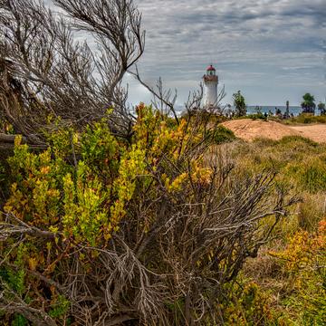 Through the bush Port Fairy Lighthouse, Griffith Island, Vic, Australia