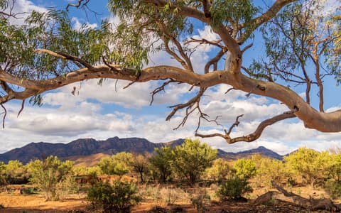 Tree Framing Wilpena Pound