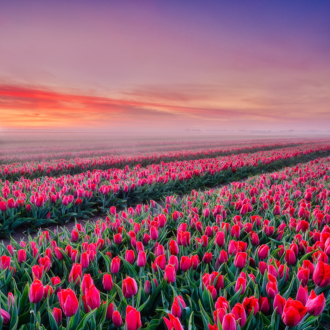 Tulip fields of Holland, Netherlands