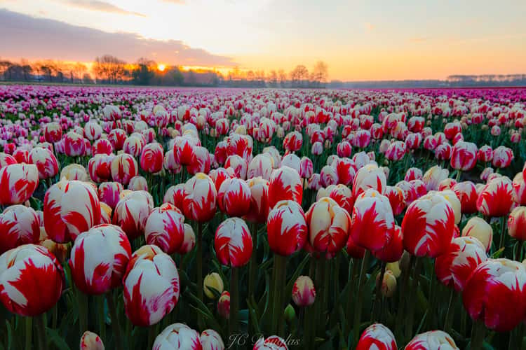 Tulip Fields Zeewolde