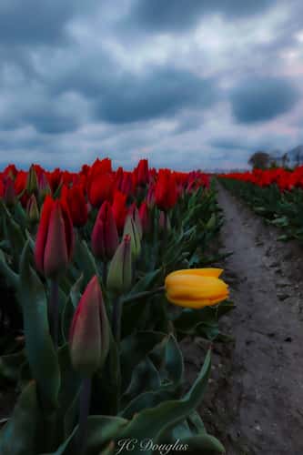 Tulip Fields Zeewolde