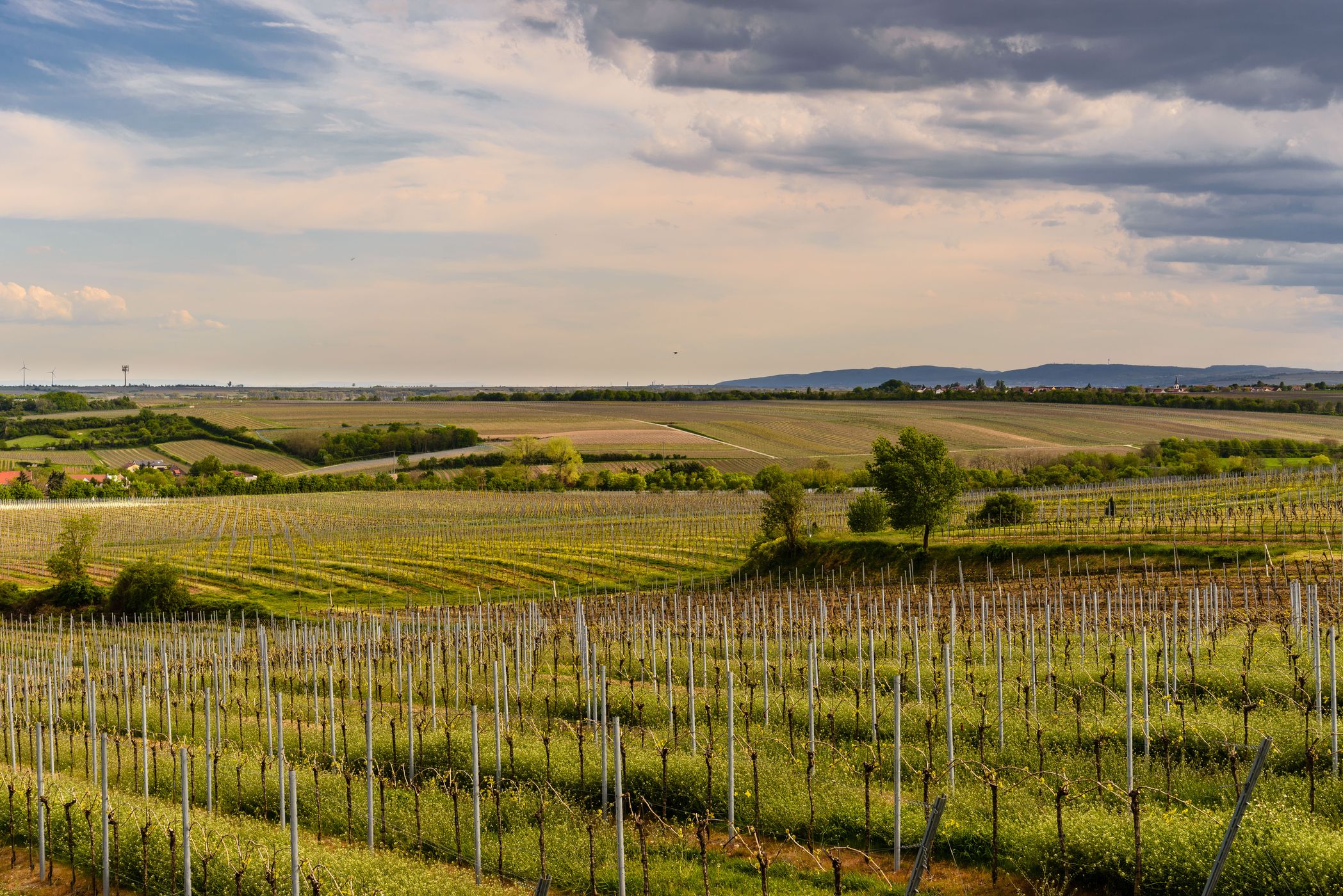 View over the vineyards at the 'Westhofener Kreuz', Germany