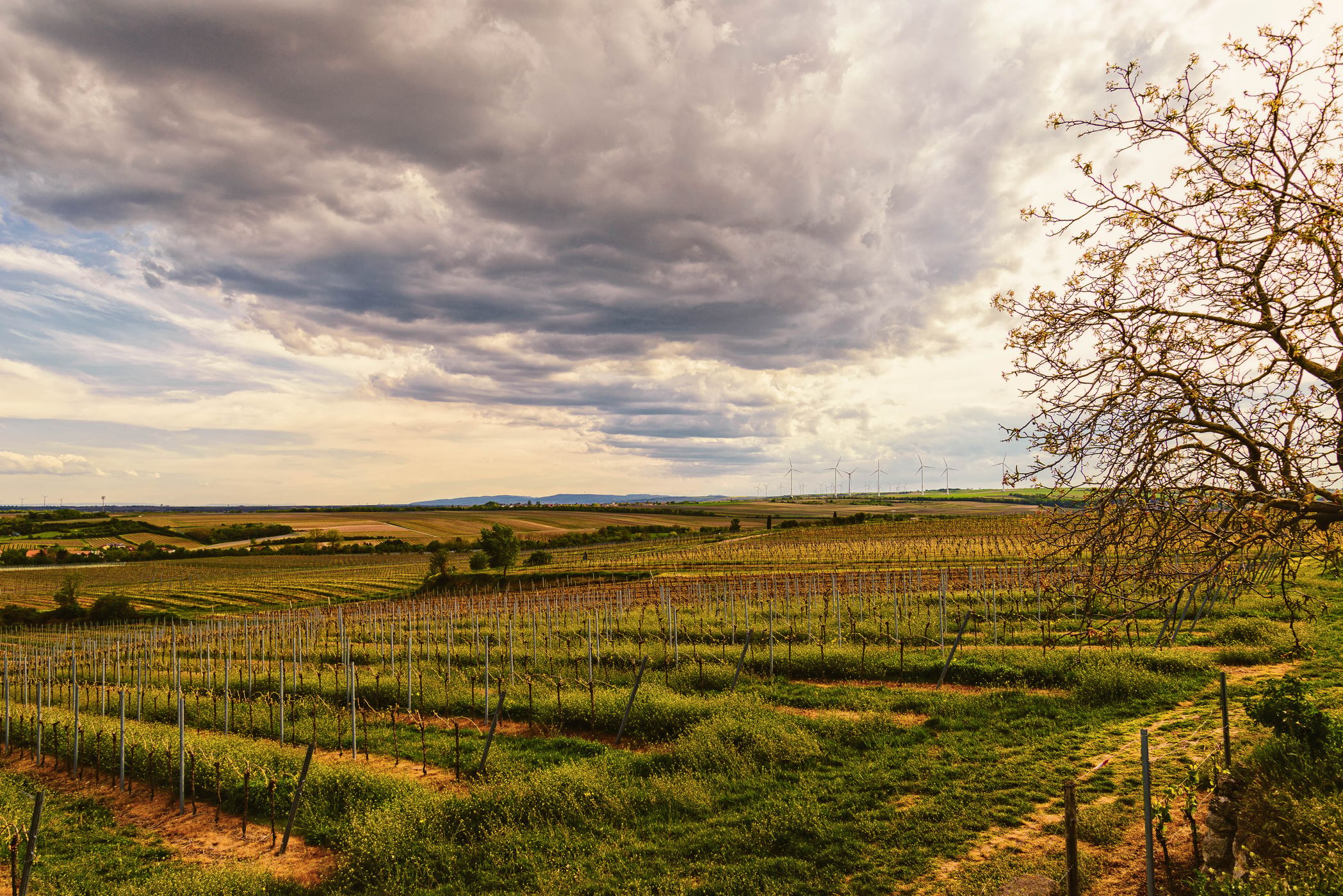View over the vineyards at the 'Westhofener Kreuz', Germany