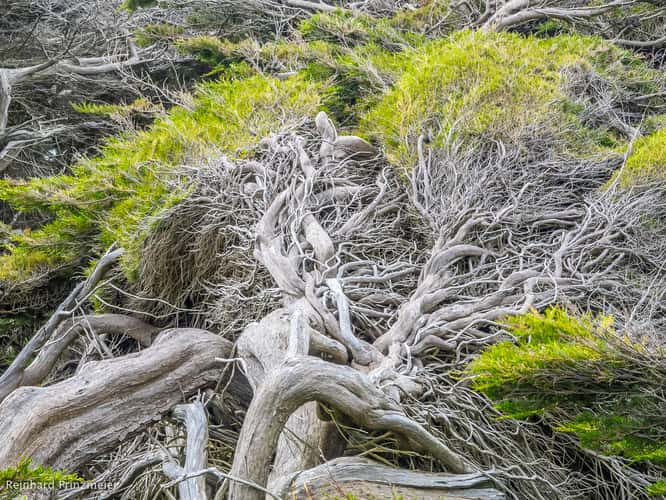 Waihoaka Ruffled Trees