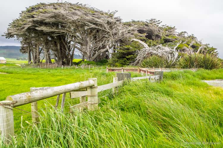 Waihoaka Ruffled Trees