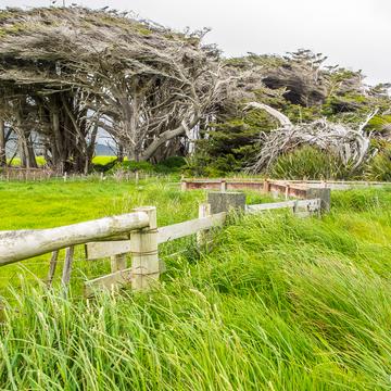 Waihoaka Ruffled Trees, New Zealand