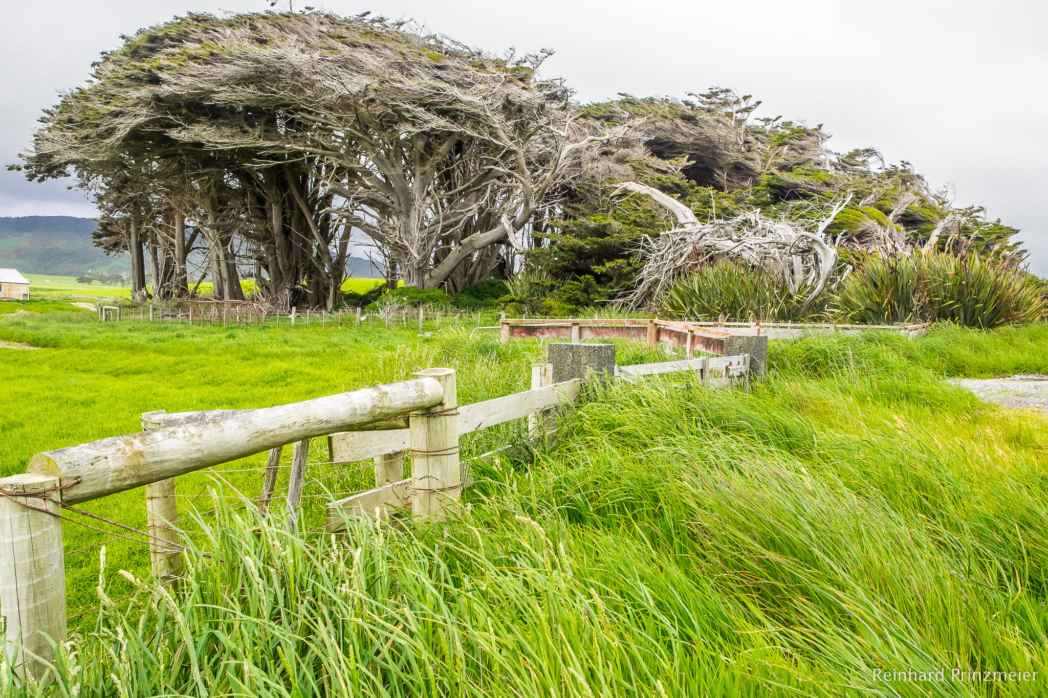 Waihoaka Ruffled Trees, New Zealand