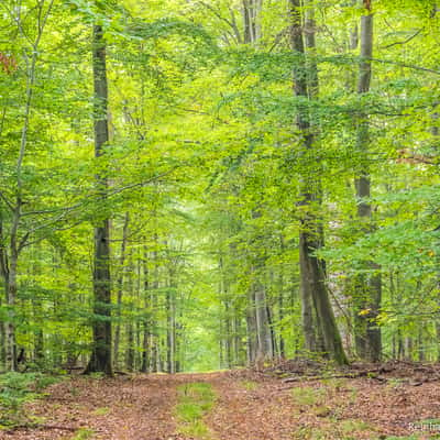 Weibersbrunn Natural Forest, Germany