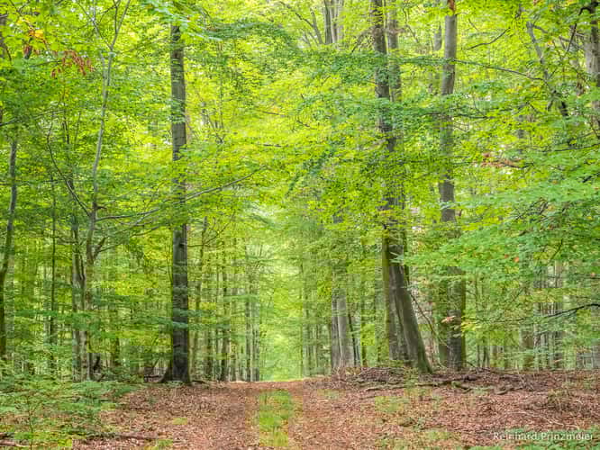 Weibersbrunn Natural Forest