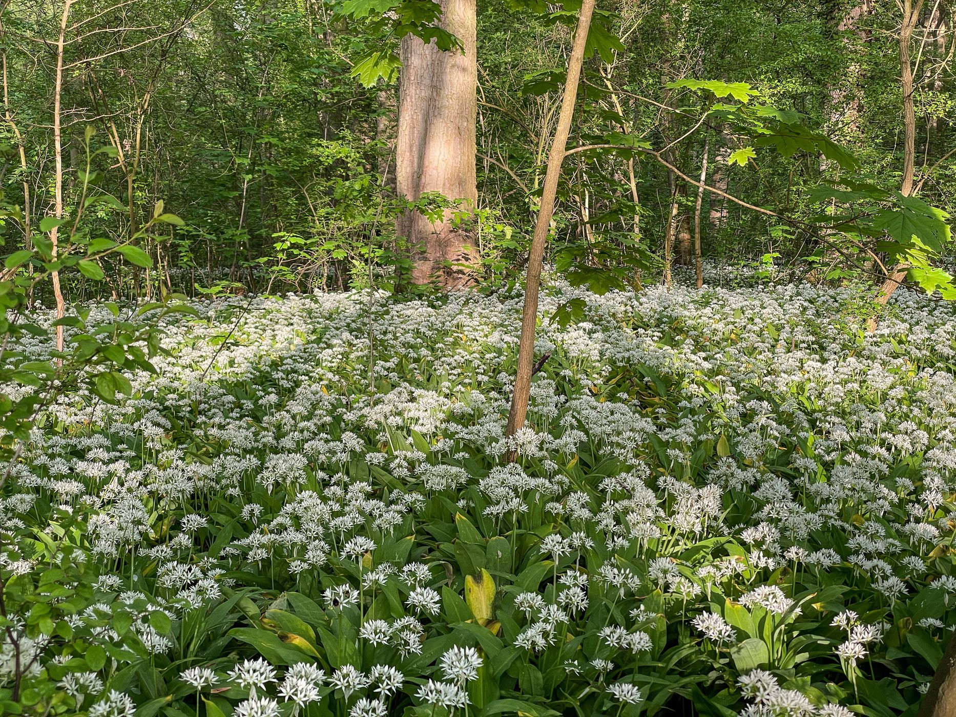 Wild Garlic, Germany