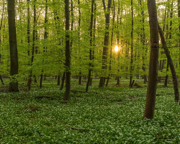 Wild Garlic