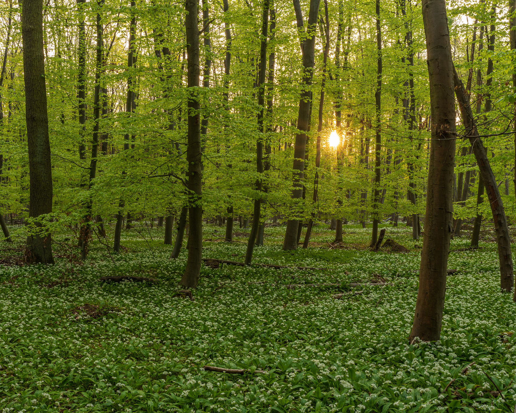 Wild Garlic, Germany