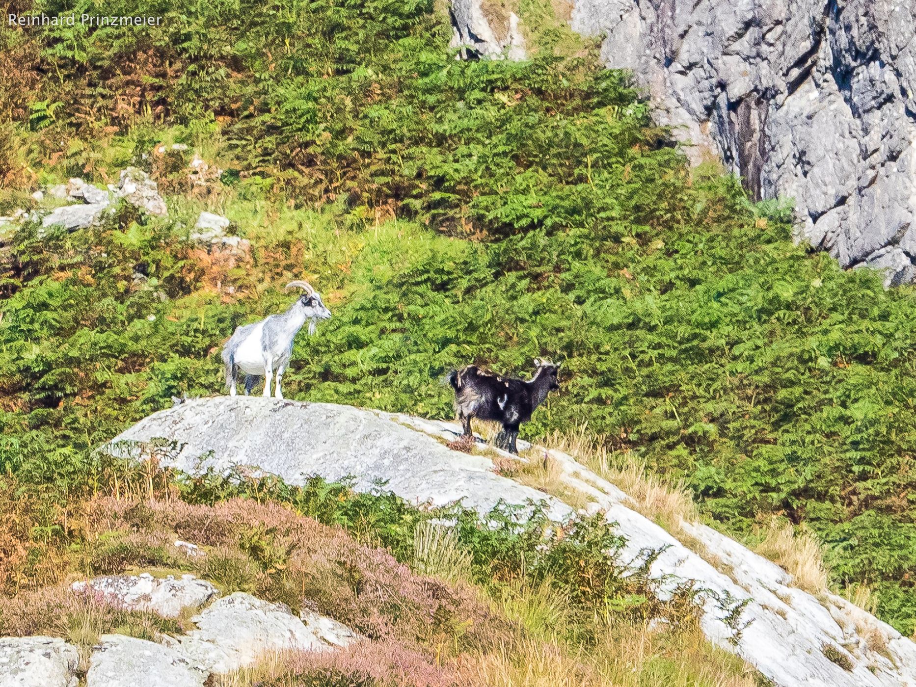 Wild Goat Park, United Kingdom