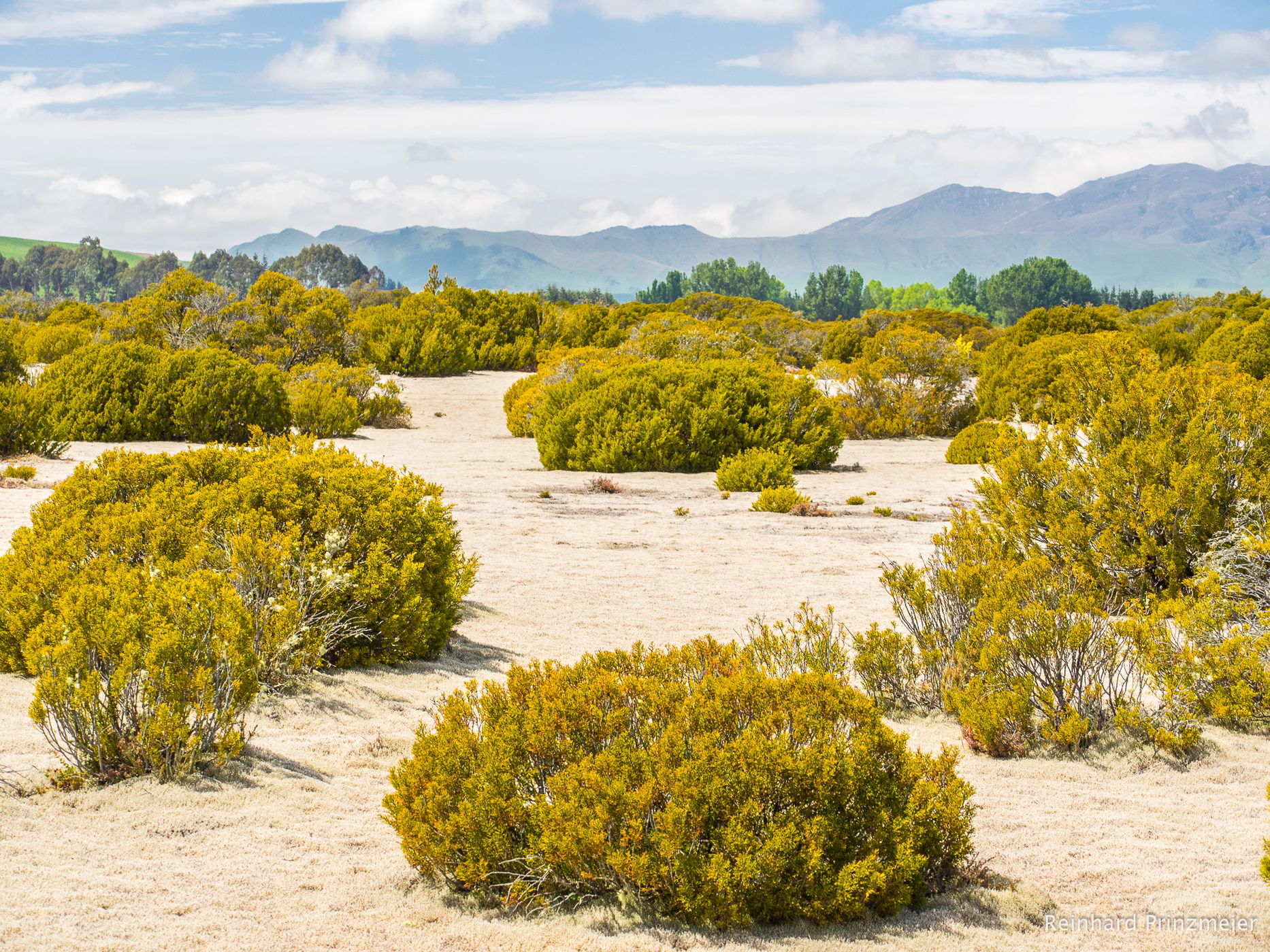Wilderness Scientific Reserve, The Key, New Zealand