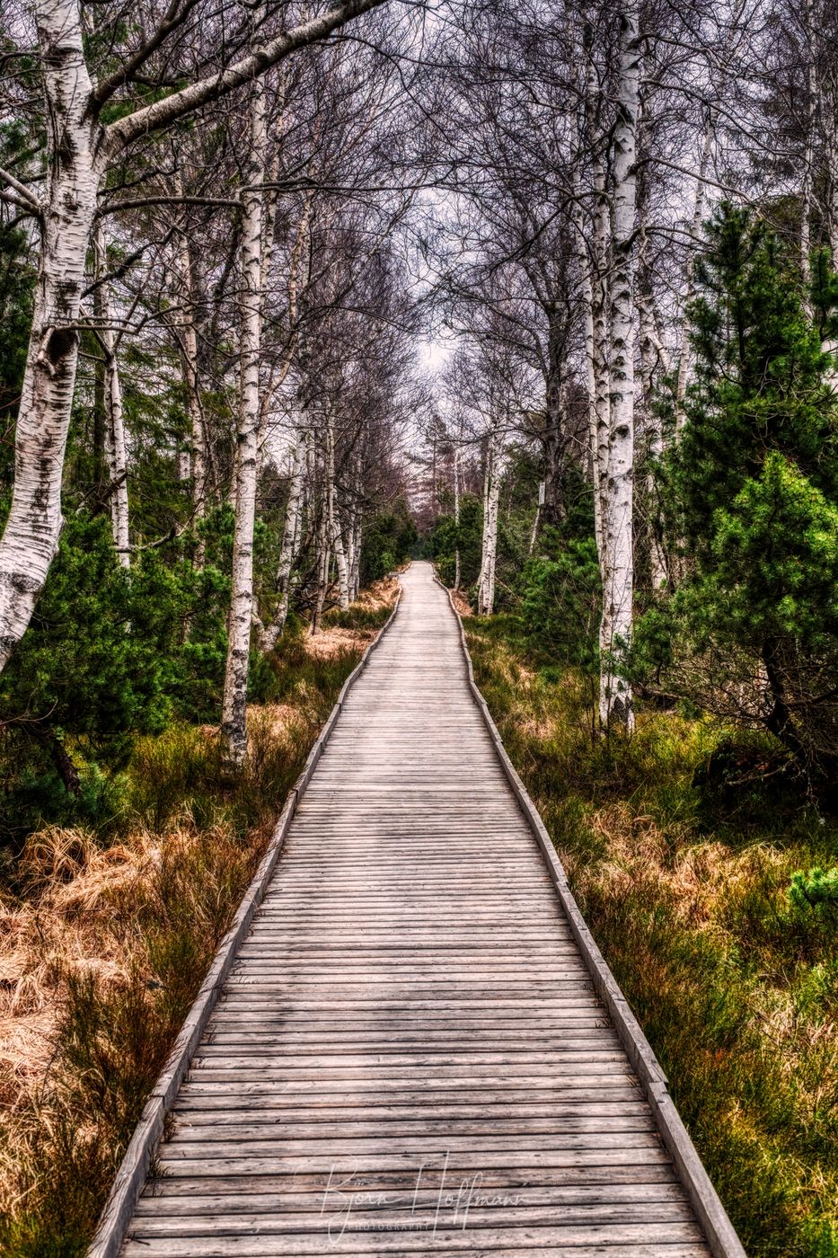Wildseemoor, Kaltenbronn, Germany