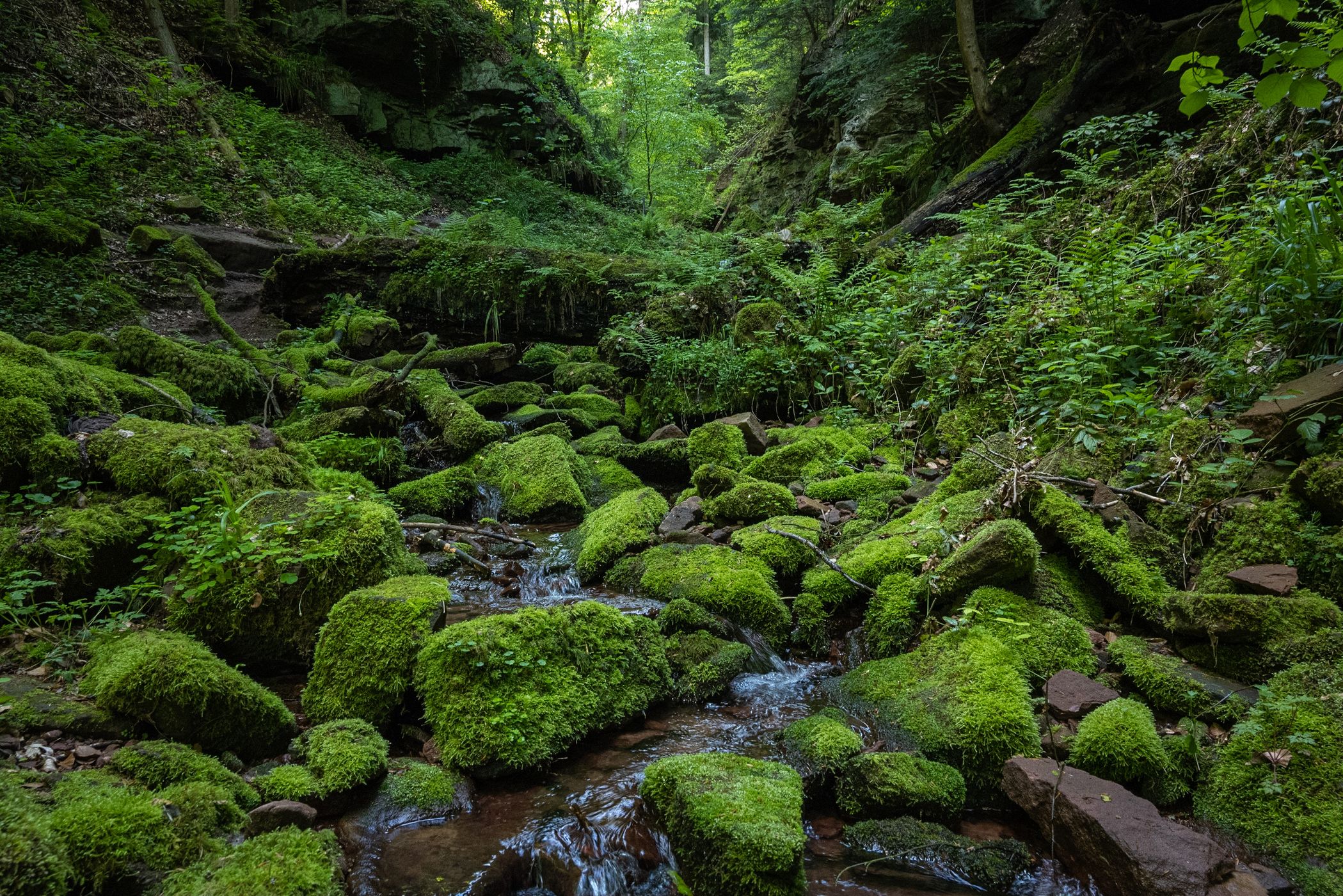 Wolfschlucht, Zwingenberg, Germany
