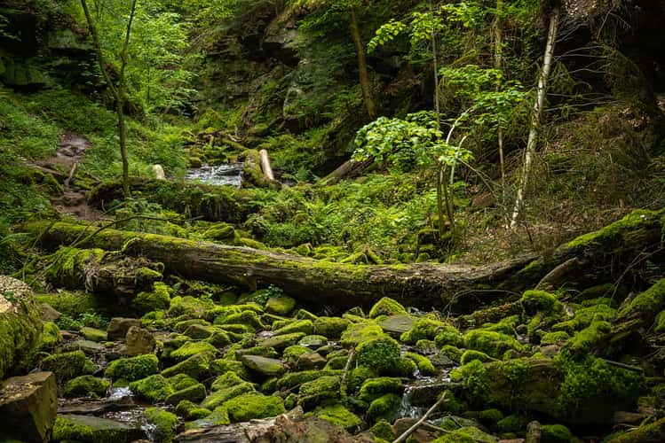 Wolfschlucht, Zwingenberg