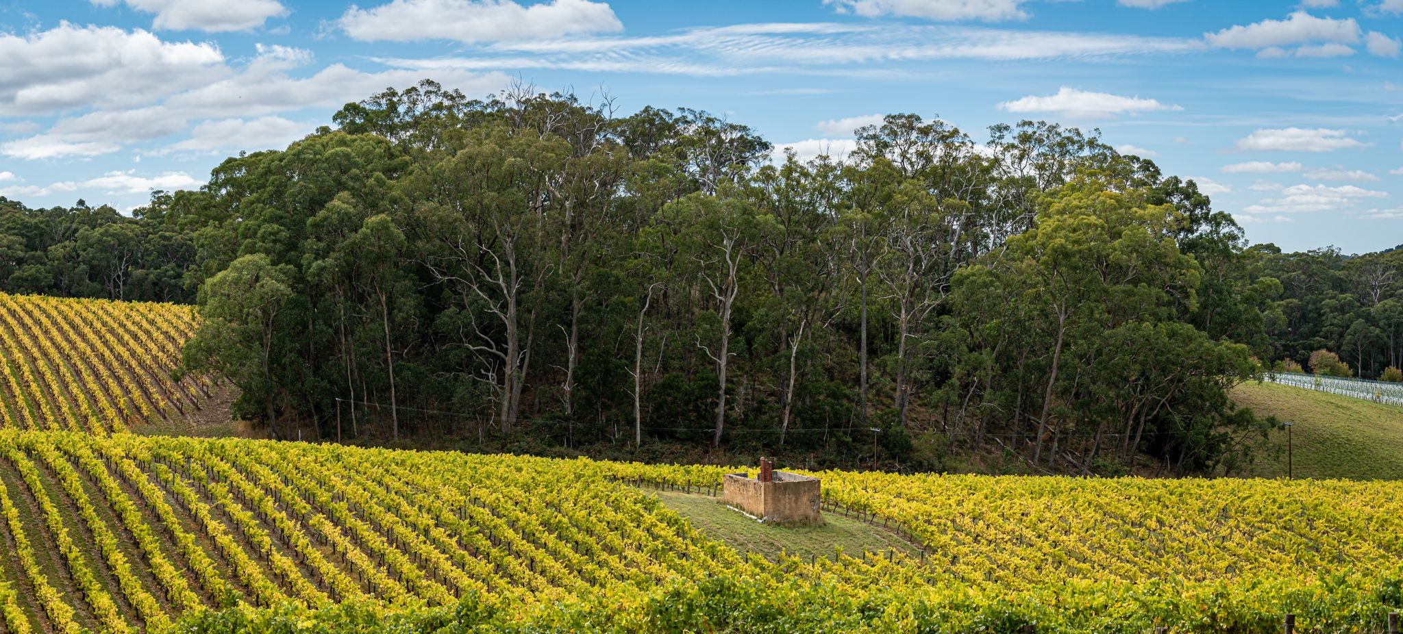 Adelaide Hills Autumn Scene, Australia