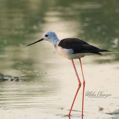 Al Qudra Lake Oasis, United Arab Emirates