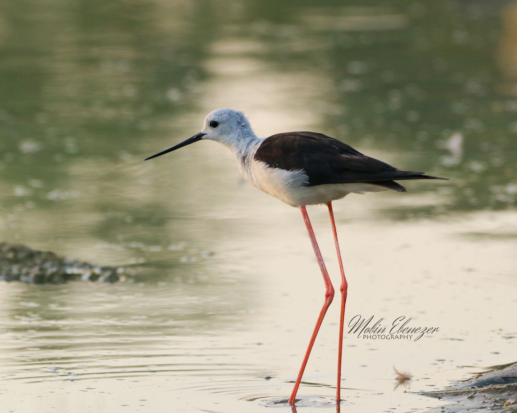 Al Qudra Lake Oasis, United Arab Emirates