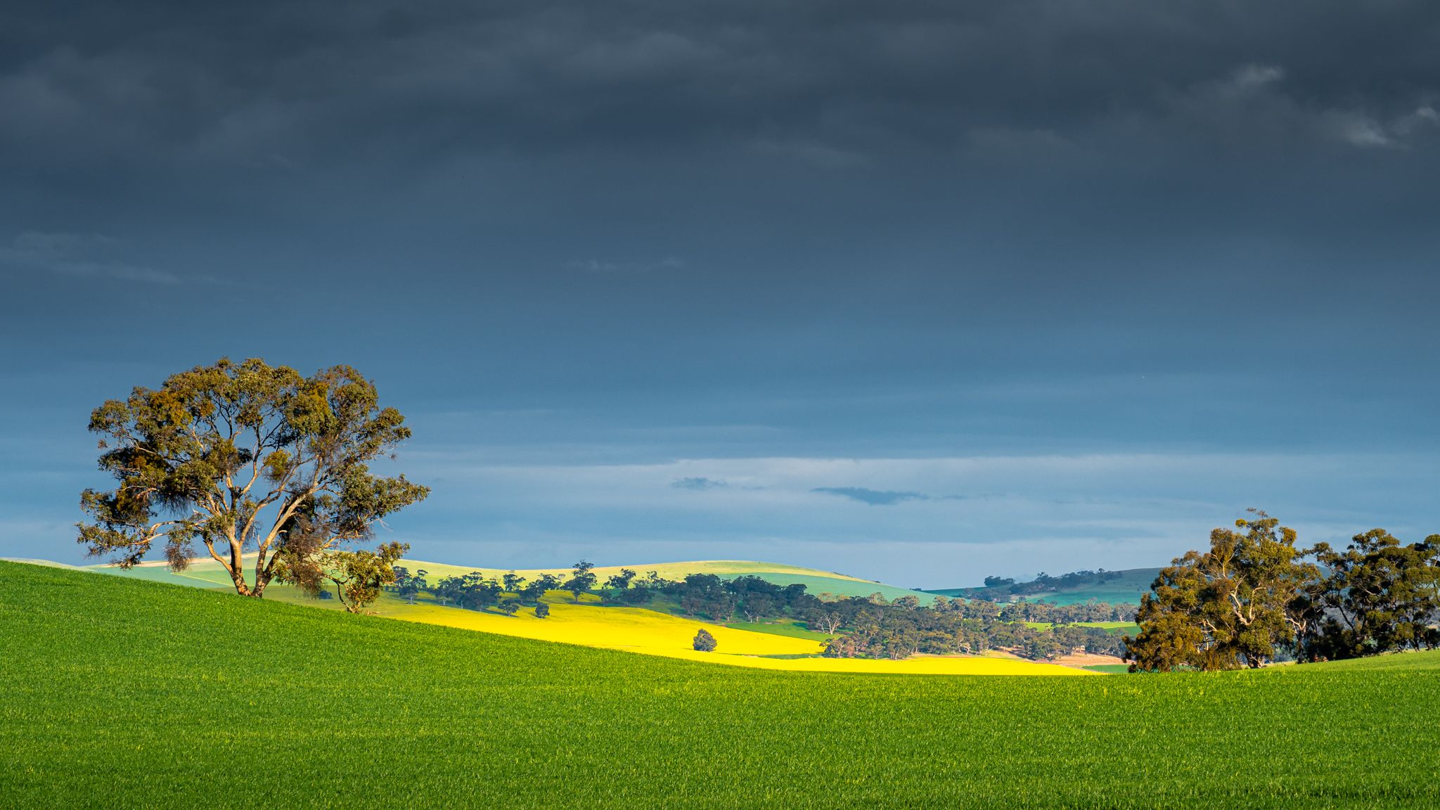 Canola Fields, Australia