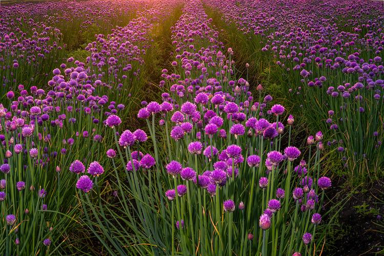 chives field