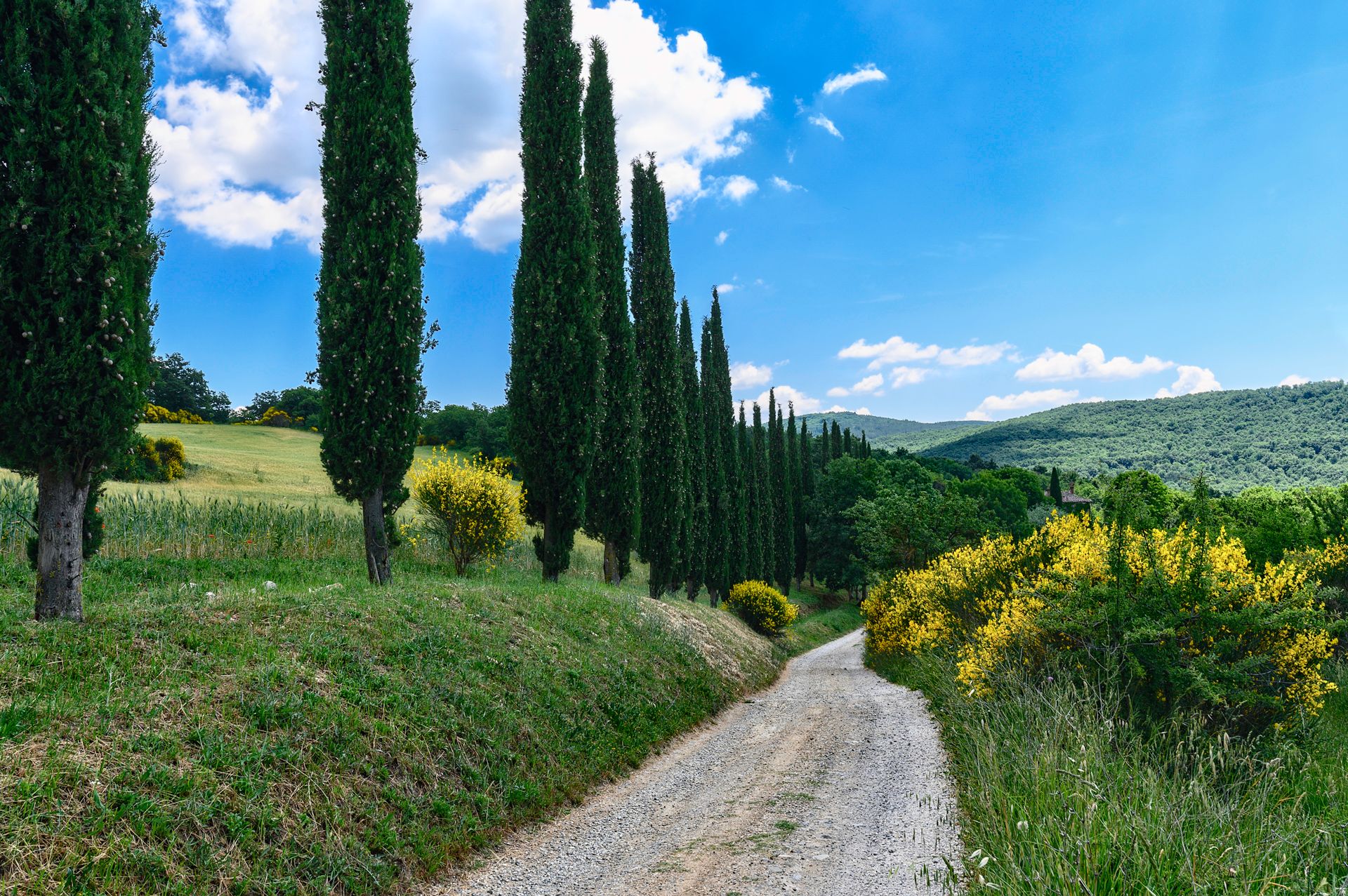 Cipressi, Italy