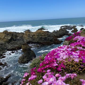 Coastal Flowers, USA