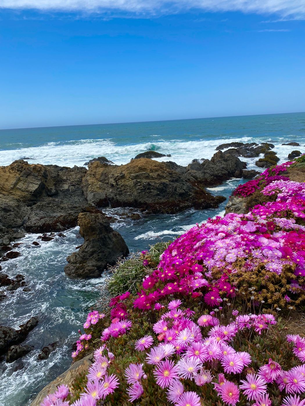 Coastal Flowers, USA