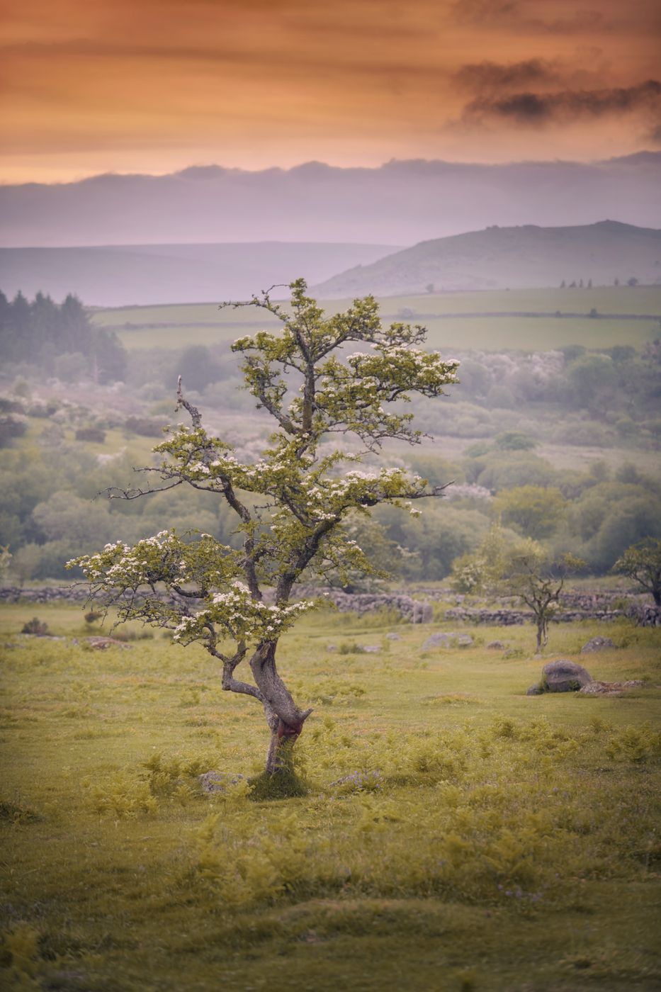 Emsworthy Nature Reserve, United Kingdom