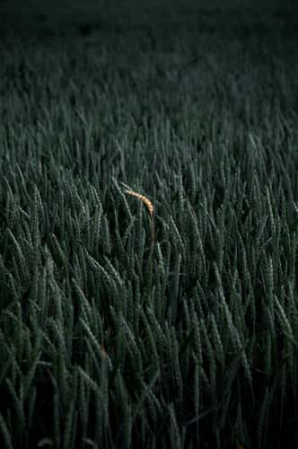 Field, Wolfsburg