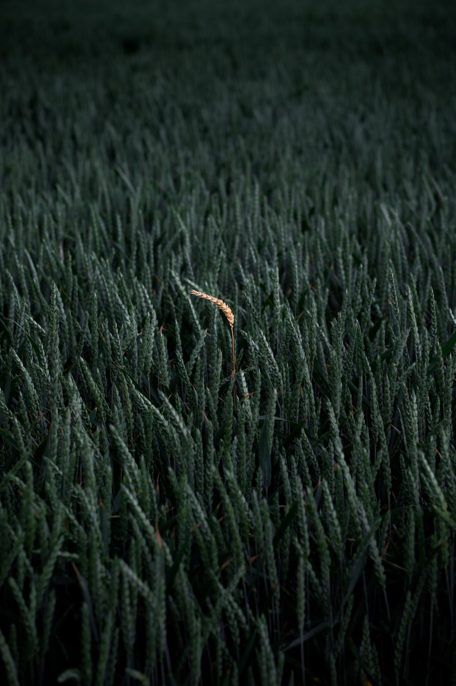 Field, Wolfsburg, Germany