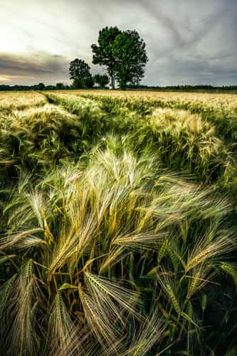 Field, Wolfsburg