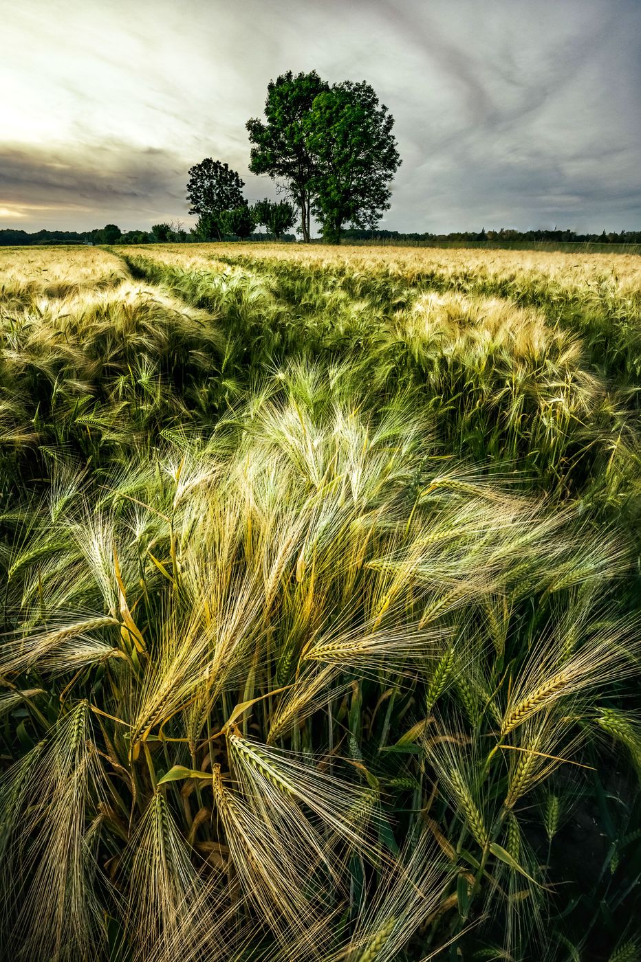 Field, Wolfsburg, Germany