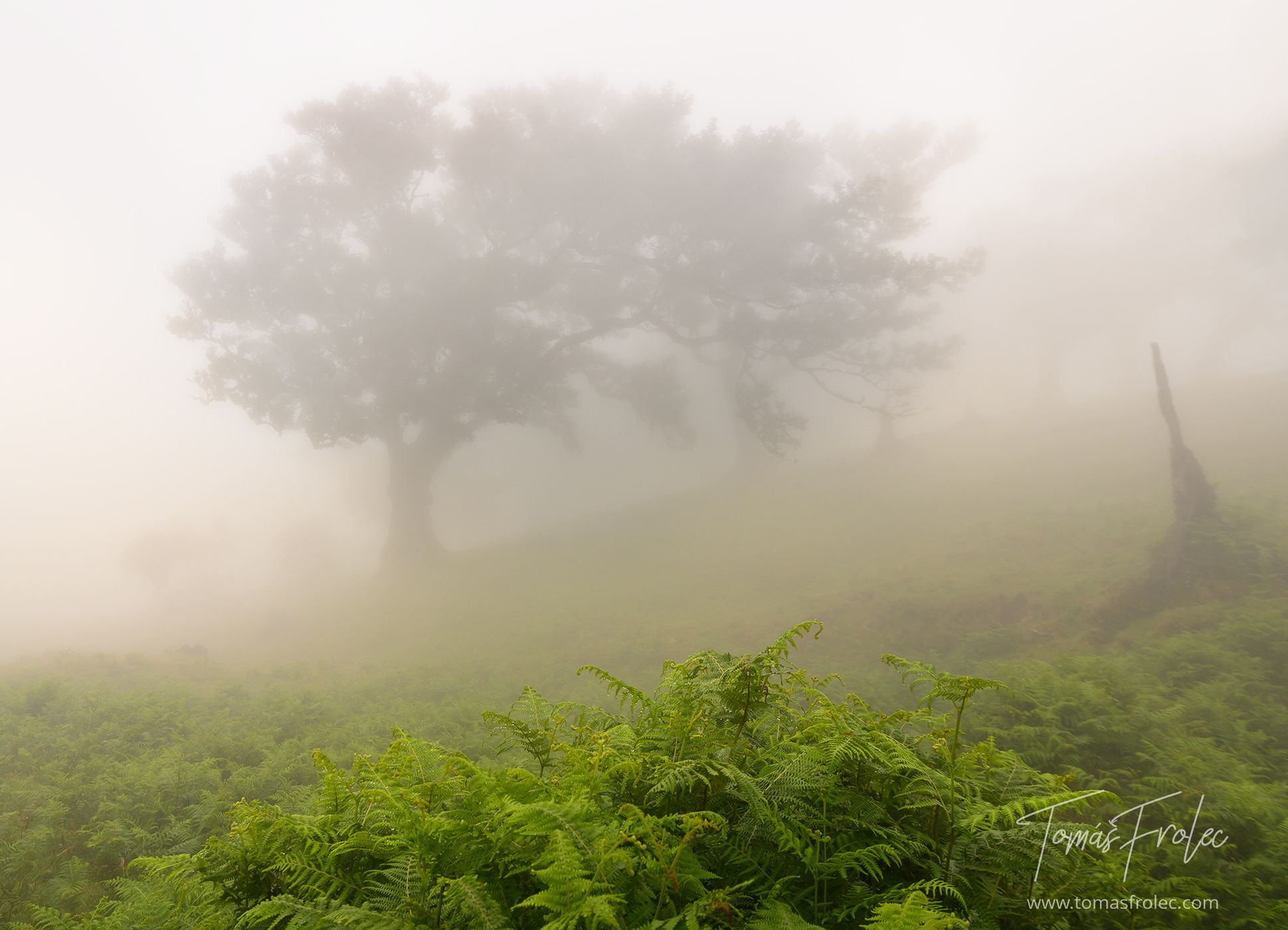 Fog Forest Fanal, Madeira, Portugal