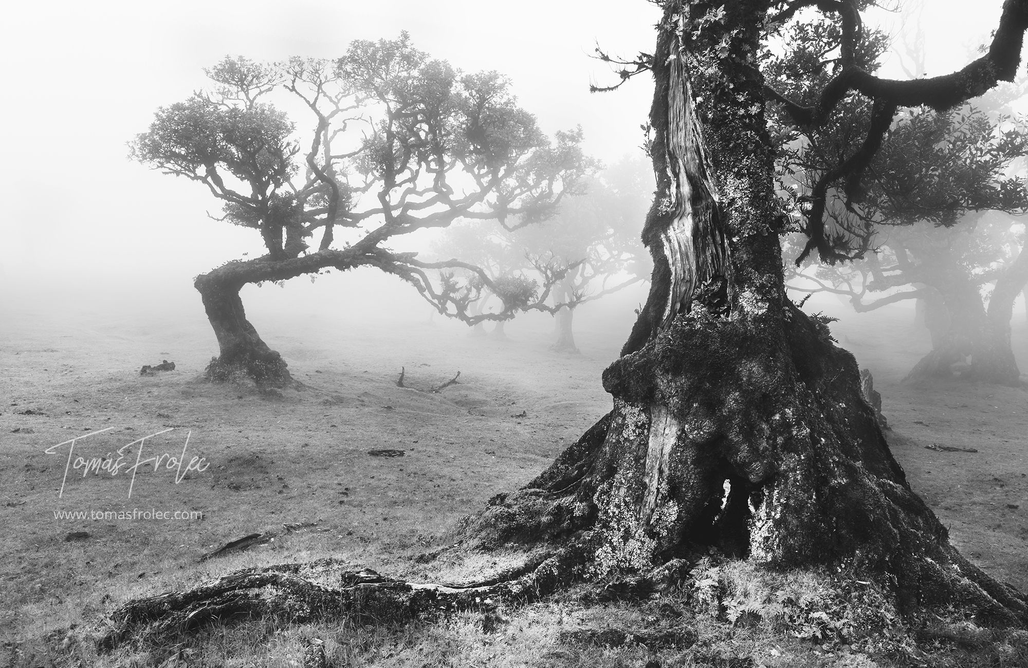 Fog Forest Fanal, Madeira, Portugal