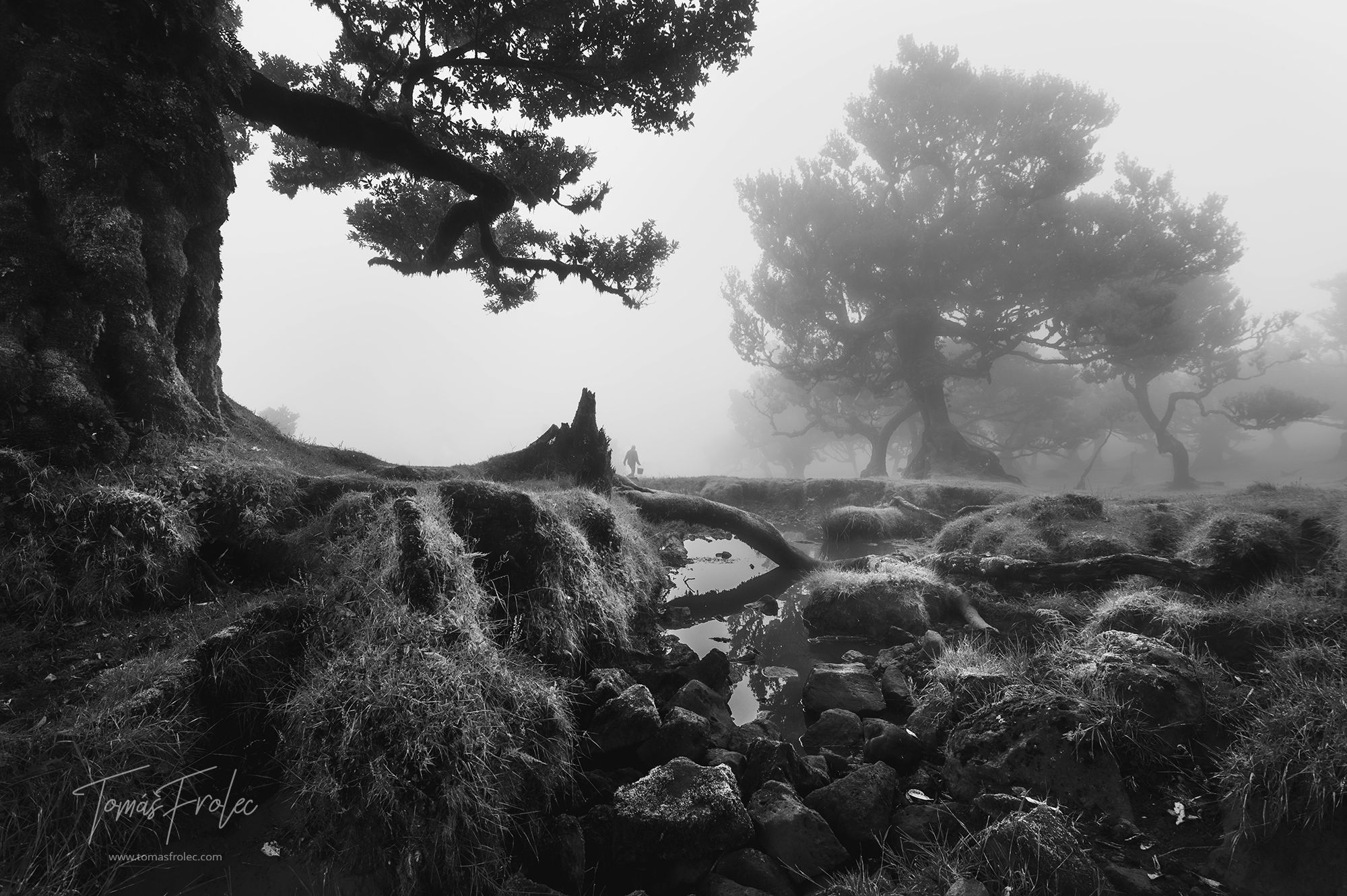 Fog Forest Fanal, Madeira, Portugal